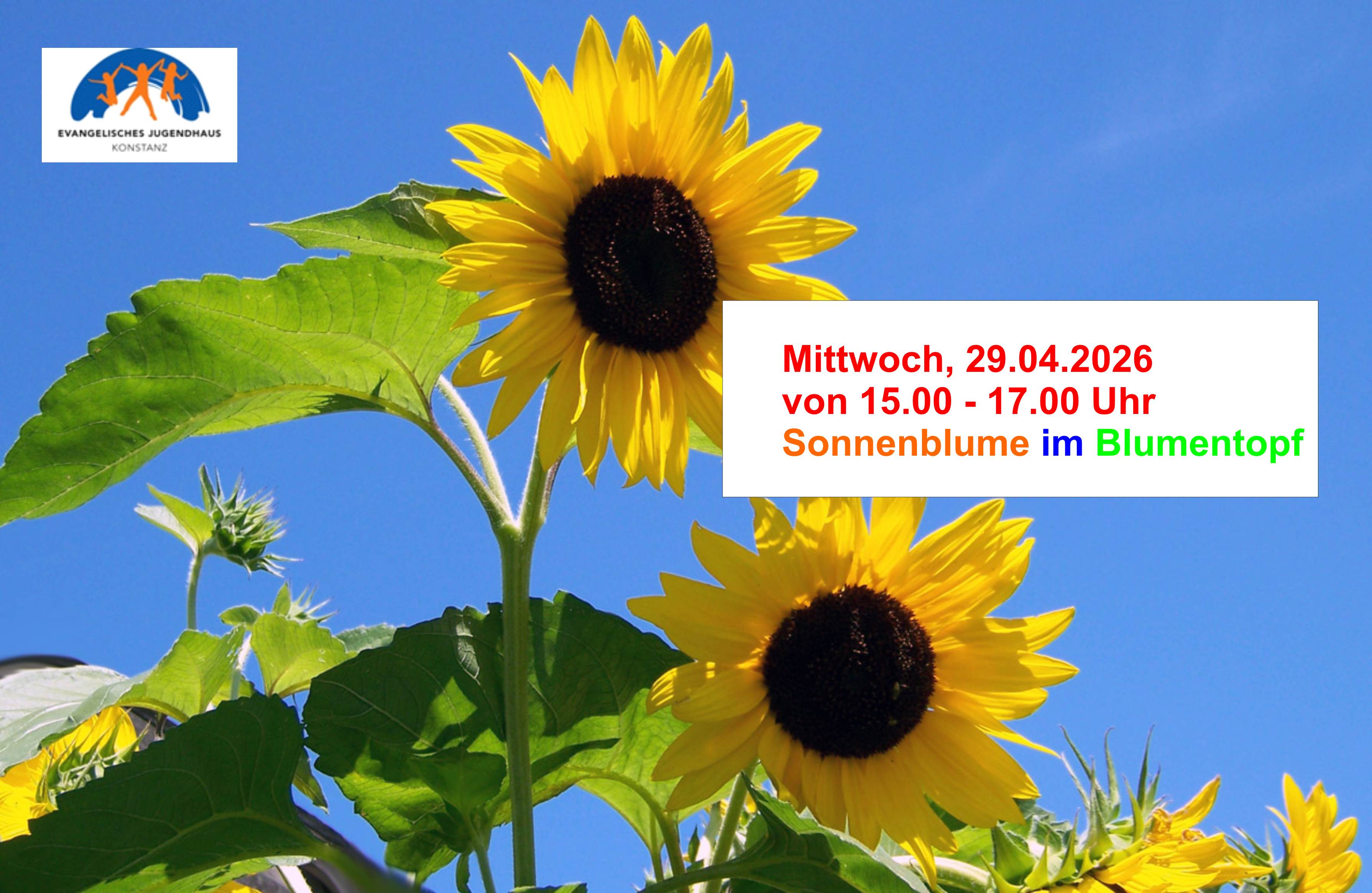 Sonnenblume im Topf April 2026